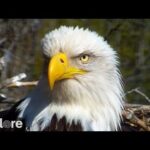 ハクトウワシ巣/Decorah Eaglesのライブカメラ|アメリカアイオワ州のサムネイル