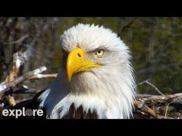 ハクトウワシ巣/Decorah Eaglesのライブカメラ|アメリカアイオワ州