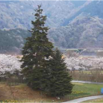 宮ヶ瀬やまなみセンターから見る宮ヶ瀬湖のライブカメラ|神奈川県清川村のサムネイル