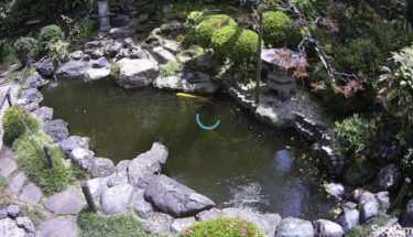 曹洞宗貞昌院・裏庭の池のライブカメラ|神奈川県横浜市
