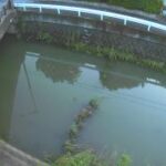 新々堀川 貴船橋のライブカメラ|福岡県水巻町のサムネイル