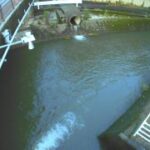 大刀洗川 大刀洗橋のライブカメラ|福岡県大刀洗町のサムネイル