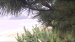 虹ケ浜海岸のライブカメラ|山口県光市のサムネイル