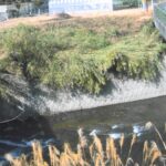 芹川 桑畑橋のライブカメラ|大分県竹田市のサムネイル