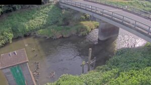 埼玉県久喜市 元荒川 栢間観測局のライブカメラ