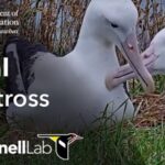 ニュージーランド環境保全省よりアホウドリの巣のライブカメラ|ニュージーランドオタゴ地方のサムネイル