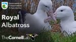ニュージーランド環境保全省よりアホウドリの巣のライブカメラ|ニュージーランドオタゴ地方のサムネイル