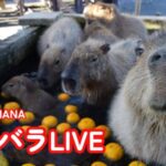 アロハガーデンたてやまカピバラのライブカメラ|千葉県館山市のサムネイル