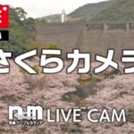 西山ダム下流公園の桜のライブカメラ|長崎県長崎市のサムネイル