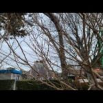 牛久沼聖地公苑の桜のライブカメラ|茨城県つくば市のサムネイル