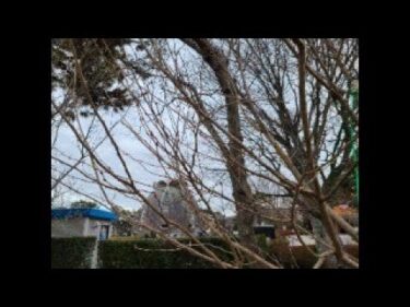 牛久沼聖地公苑の桜のライブカメラ|茨城県つくば市