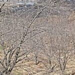 紅屋峠千本桜公園のライブカメラ|福島県伊達市のサムネイル