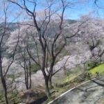 ひょうたん桜公園の桜のライブカメラ|高知県仁淀川町のサムネイル