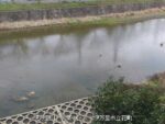 伊万里川 岩栗のライブカメラ|佐賀県伊万里市のサムネイル