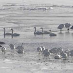 厚岸湖と別寒辺牛湿原のライブカメラ|北海道厚岸町のサムネイル