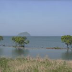 琵琶湖の水鳥のライブカメラ|滋賀県長浜市のサムネイル