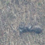 白山ブナオ山の動物たちのライブカメラ|石川県白山市のサムネイル