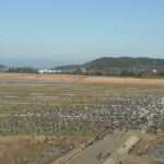 出水平野のツルのライブカメラ|鹿児島県出水市のサムネイル