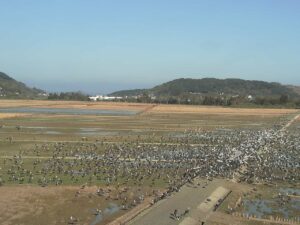 鹿児島県出水市 出水平野のツルのライブカメラ