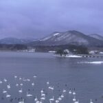 小湊海岸のハクチョウのライブカメラ|青森県平内町のサムネイル