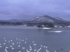 青森県平内町 小湊海岸のハクチョウのライブカメラ