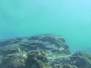 和歌山県串本町 串本海中公園の海中のライブカメラ