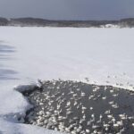 クッチャロ湖のハクチョウのライブカメラ|北海道浜頓別町のサムネイル