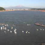 米子水鳥公園のコハクチョウのライブカメラ|鳥取県米子市のサムネイル