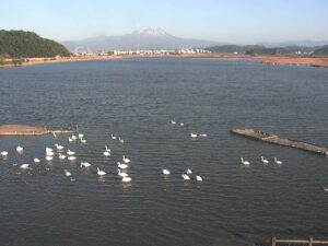 鳥取県米子市 米子水鳥公園のコハクチョウのライブカメラ