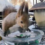 北海道の野鳥とエゾリス（正面）のライブカメラ|北海道北広島市のサムネイル