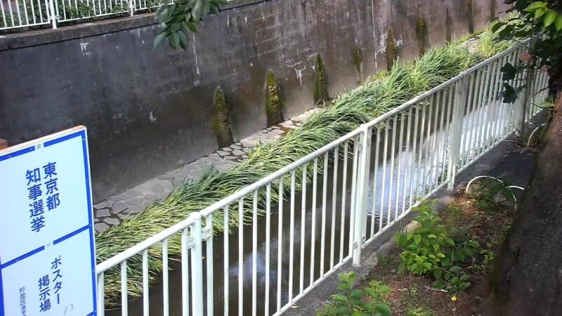 神田川 佃橋のライブカメラ|東京都杉並区のサムネイル