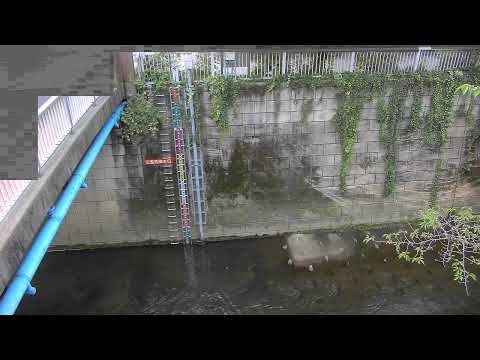 神田川 南小滝橋のライブカメラ|東京都中野区のサムネイル