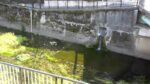 善福寺川 荻窪橋のライブカメラ|東京都杉並区のサムネイル