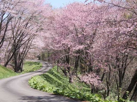 にわ山森林自然公園のライブカメラ|北海道奈井江町のサムネイル