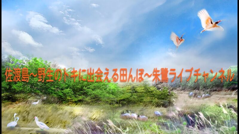 佐渡市相川大浦の田園風景のライブカメラ|新潟県佐渡市のサムネイル