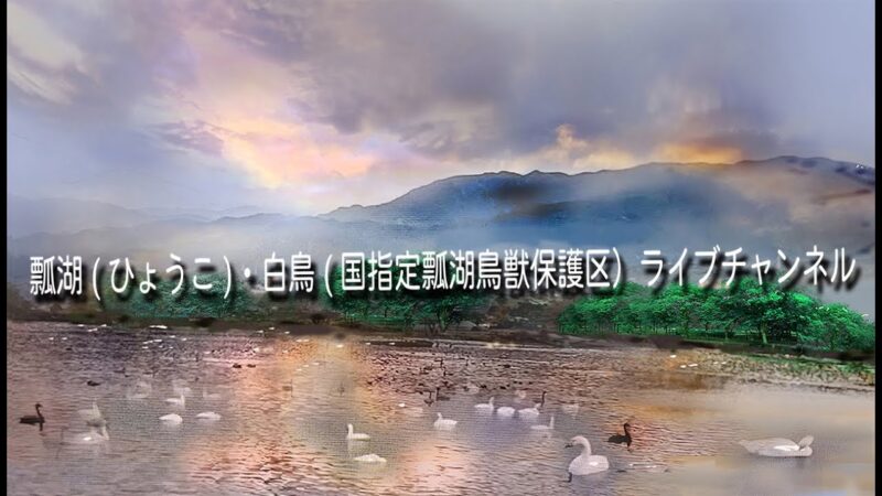 瓢湖（国指定瓢湖鳥獣保護区）のライブカメラ|新潟県阿賀野市のサムネイル