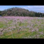 福島県伊達市の桃畑のライブカメラ|福島県伊達市のサムネイル