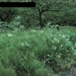 かたくり群生の郷のライブカメラ|秋田県仙北市のサムネイル