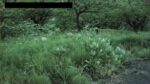 かたくり群生の郷のライブカメラ|秋田県仙北市のサムネイル
