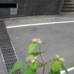 大森町アンダーパス（名神高速道路下）のライブカメラ|滋賀県東近江市のサムネイル