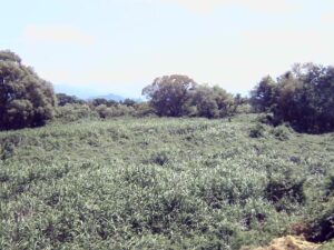 山形県河北町 最上川 溝延のライブカメラ
