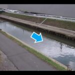 和田川 広見橋 下流（動画版）のライブカメラ|和歌山県和歌山市のサムネイル