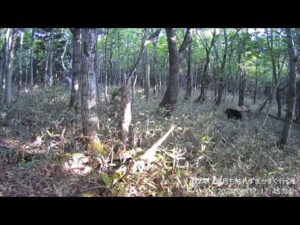 北海道斜里町 国設知床鳥獣保護区内・動物観察のライブカメラ