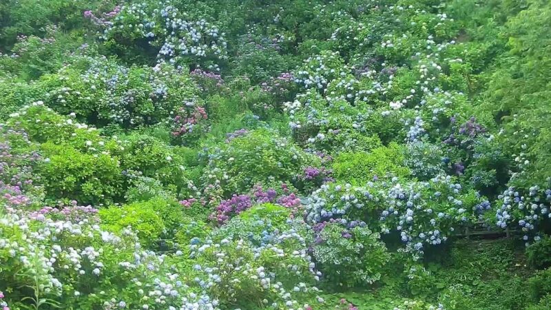 下田公園あじさい祭のライブカメラ|静岡県下田市のサムネイル