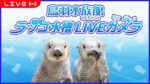 鳥羽水族館ラッコ水槽のライブカメラ|三重県鳥羽市のサムネイル