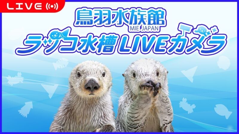 鳥羽水族館ラッコ水槽のライブカメラ|三重県鳥羽市のサムネイル