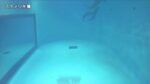 みやじマリン宮島水族館スナメリのライブカメラ|広島県廿日市市のサムネイル