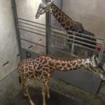 グリーンヴィル動物園のキリンのライブカメラ|アメリカサウスカロライナ州のサムネイル