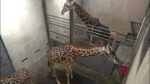 グリーンヴィル動物園のキリンのライブカメラ|アメリカサウスカロライナ州のサムネイル
