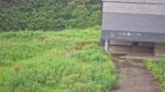 アライマウンテンリゾート小手無リフトのライブカメラ|新潟県妙高市のサムネイル